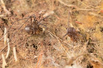 Media type: image;   Invertebrate Zoology 151614